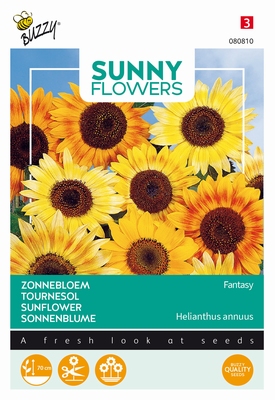 Helianthus zonnebloemen Fantasy, goede snijbloem 70cm hoog