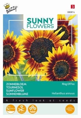 Helianthus Zonnebloemen, Ring of Fire, mooie snijbloem 120cm