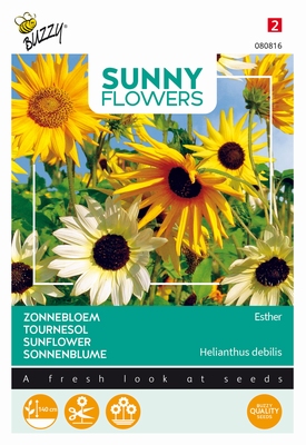 Helianthus zonnebloemen, Esther gemengde tinten, 140cm hoog