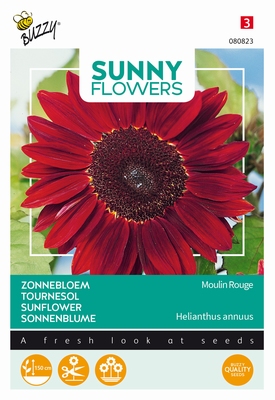 Helianthus Zonnebloemen, Moulin Rouge donkerrood 150 cm hoog