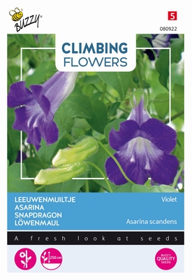 Asarina paarsblauw - leeuwenmuiltje