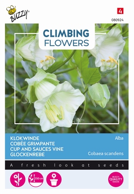 Cobaea scandens, Alba (wit) klokwinde