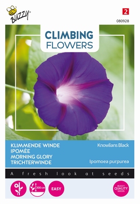 Ipomoea Knowlians black
