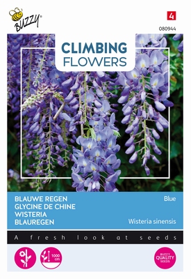Wisteria zacht blauw, blauwe regen  (Winterhard)