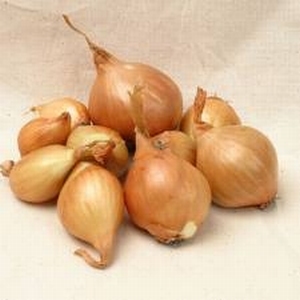 Plant-Sjalotten,    Golden Gourmet 1000gr