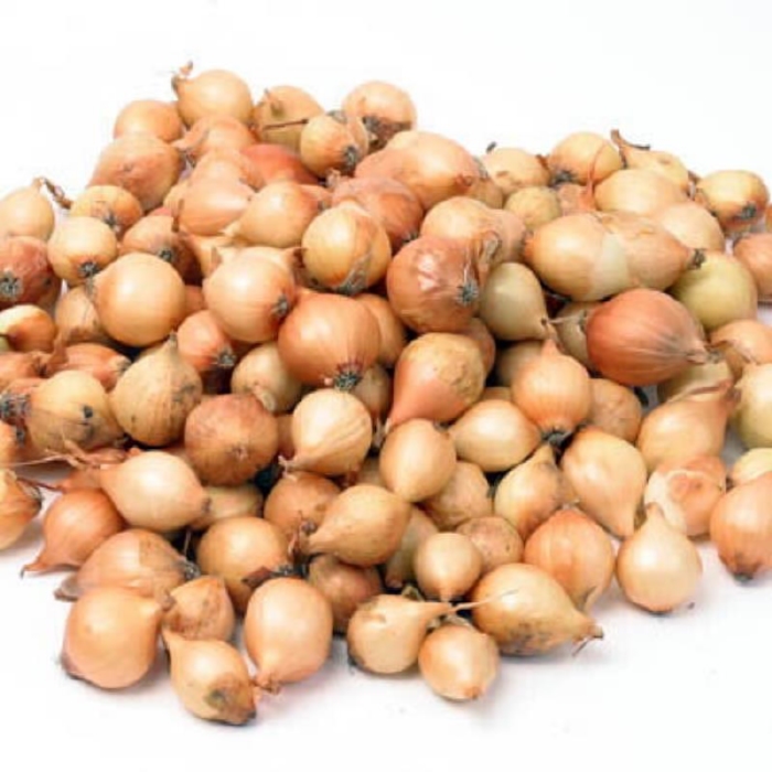 Plantui,  Stuttgarter gewone grote ui   250gr