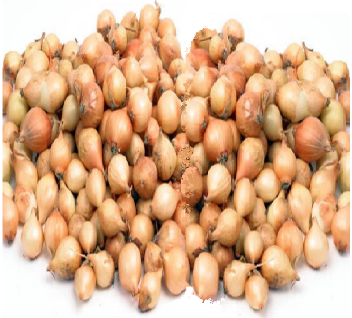 Plantui, Sturon  250gr zeer goed bewaarbaar -  Leverbaar eind februari 2026