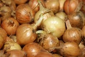 Plantui, Sturon 1000gr zeer goed bewaarbaar