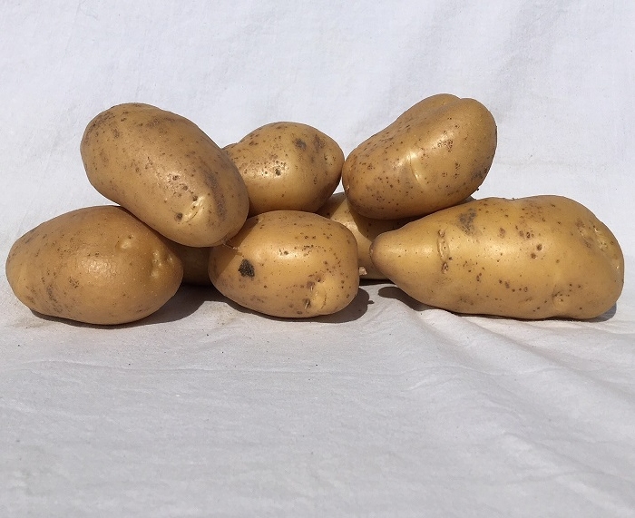 Gloria zeer vroege pootaardappel, vastkoker 2,5 kg