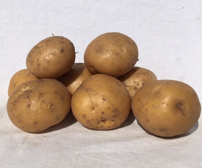Lekkerlanders vroege pootaardappel, kruimig 5 kg  -Tip