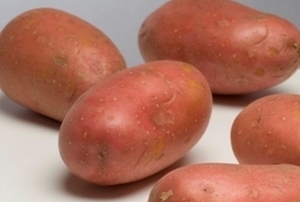 Rode Irene rode pootaardappel middellaat, zeer kruimig  1 kg  -  Leverbaar eind februari 2026