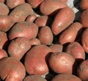 Rode Irene rode aardappel middellaat, zeer kruimelig  1 kg