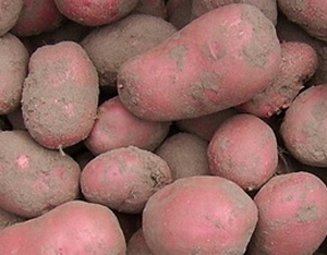 Rode Bildstar, rode aardappel, laat 2,5 kg
