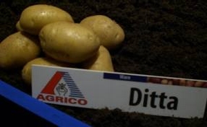 Bio aardappel  Ditta middelvroeg vastkoker  1 kg