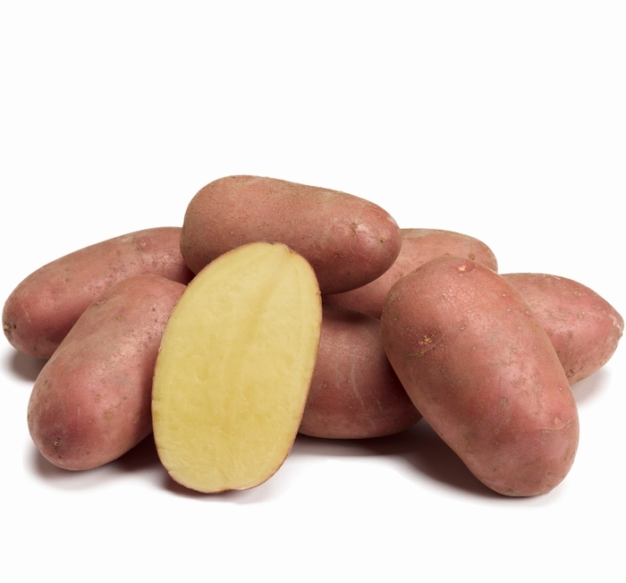 Bio pootaardappel  Alouette (rode) vrij laat vastkoker 1 kg