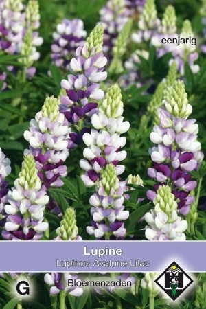 Lupinus hartwegii Avalune Lilac
