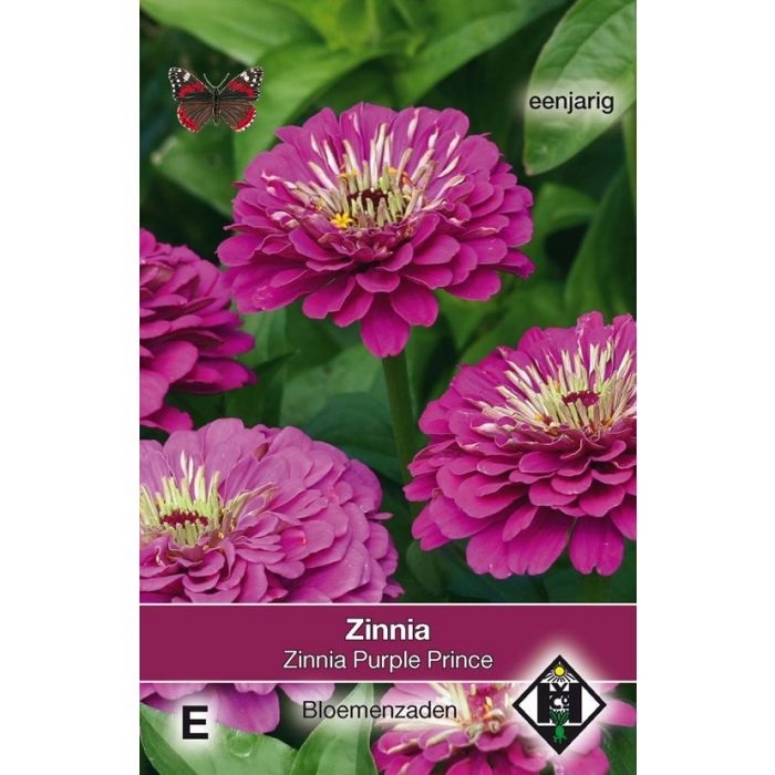 Zinnia elegans Purple Prince