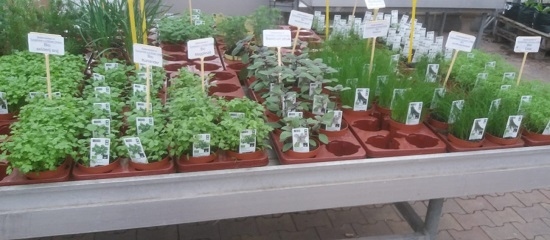 Kruidenplanten