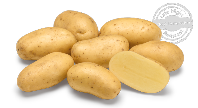 Bio aardappel   Levante  middellaat vrij kruimig 2 kg