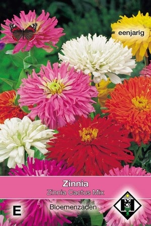 Zinnia elegans Cactus Mix
