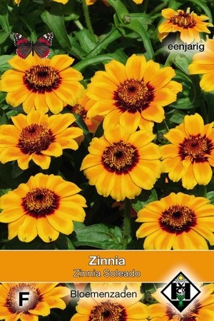 Zinnia haageana Soleado  (op = op)