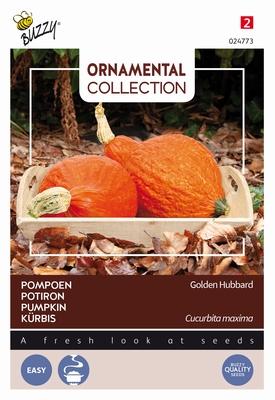 Pompoen Golden Hubbard  oranje/rood    (pompoenachtige)