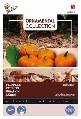 Pompoen Wintersquash Baby Bear