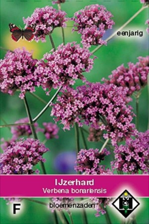 Verbena bonariensis