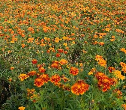 Tagetes, Afrikaantjes, sterk tegen bodem-aaltjes 1kg=1000m2