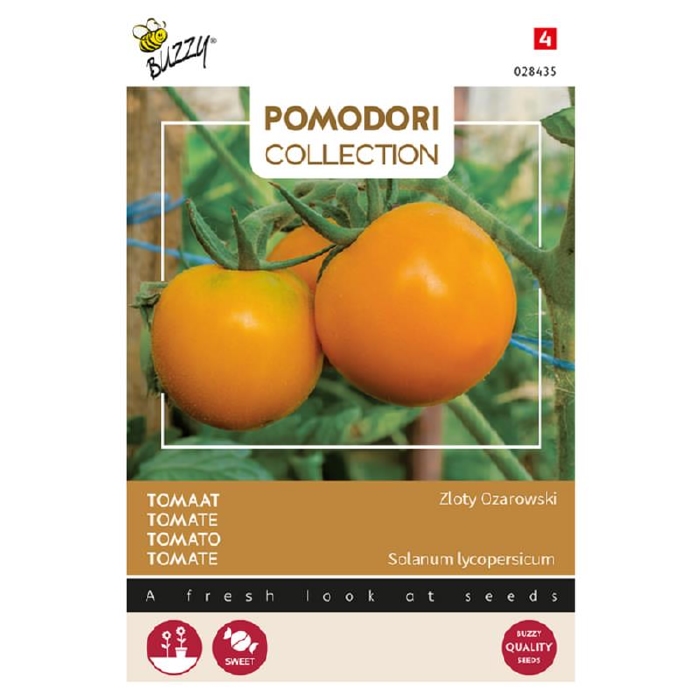 Tomaat Oranjeappel, zoete smaak -   Zloty Ozarowski  (vh Arancia Orange tomato)
