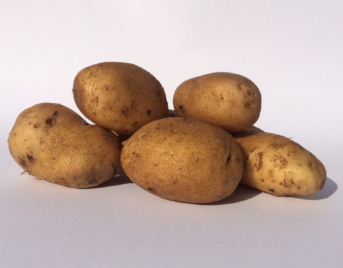 Obama zeer vroege aardappel, vastkoker  1 kg