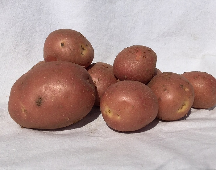 Rode  Mozart, rode aardappel middellaat, vrij vast 5 kg