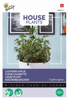Cuphea ignea ( Luciferplantje )