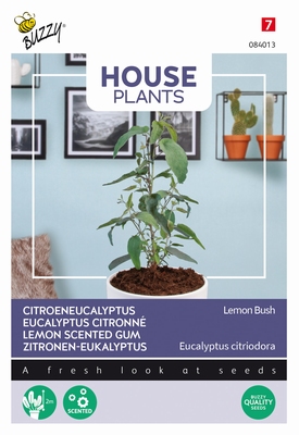 Citroen Eucalypthus,  echte Eucalipthus,  Lemon Bush