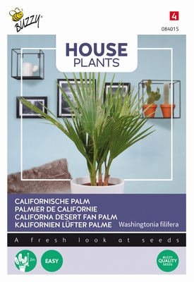 Califonrische Palm,  Washingtonia filifera,  kamerplant