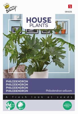 Philodendron Selluom,  kamerplant