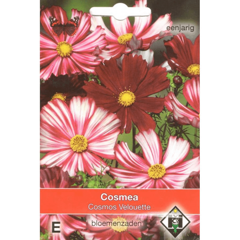 Cosmos, Cosmea bipinnatus 'Velouette'