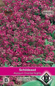 Alyssum maritimum Oriental Nights