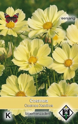 Cosmos, Cosmea bipinnatus 'Xanthos'