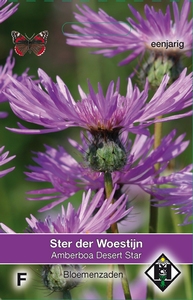 Amberboa muricata Desert Star - snijbloem / plukbloem - hoogte 80-100cm