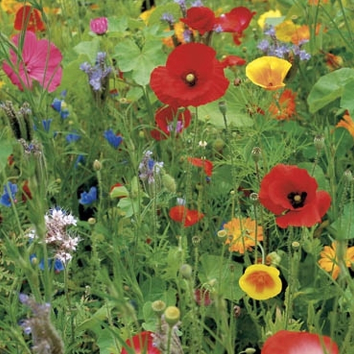 Wildebloemen mengsel     voor 50 m2  tot 100 m2, 100 gram