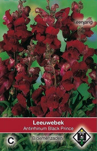 Antirrhinum majus nanum Black Prince