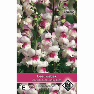 Antirrhinum majus Lucky Lips   70cm - Nieuw