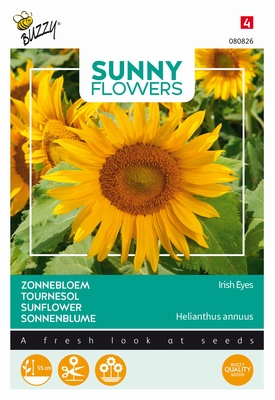 Helianthus zonnebloem - Irish Eyes Lage zonnebloem 55 cm