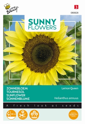 Helianthus zonnebloemen, Lemon Queen, frisgeel, 180cm hoog
