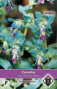 Cerinthe major Purpurescens Kiwi Blue - Wasbloem