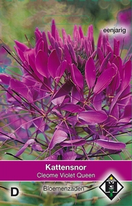 Cleome hassleriana Violet Queen - Kattensnor