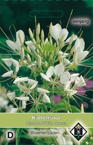 Cleome hassleriana White Queen - Kattensnor