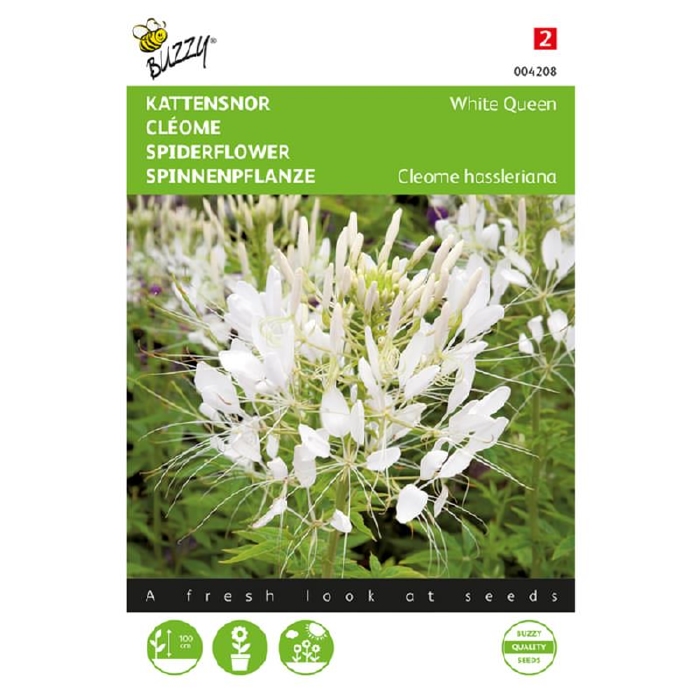 Cleome hassleriana White Queen - Kattensnor