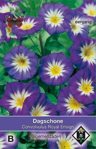 Convolvulus tricolor Royal Ensign - Dagschone